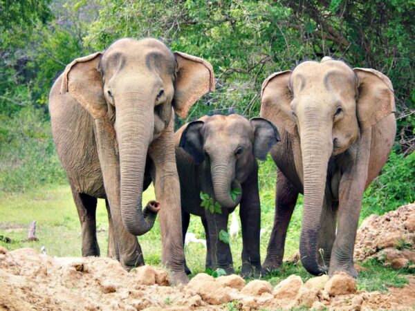 Yala National Park Safari Booking