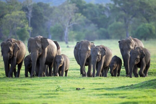 Udawalawa National Park Safari Booking