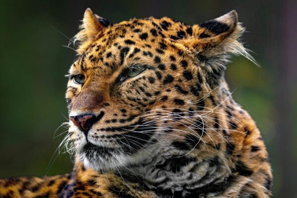 Yala National Park Safari Booking