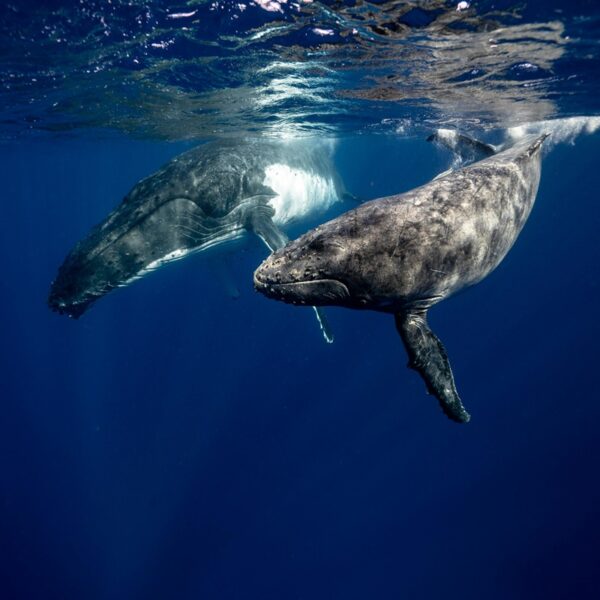 Mirissa Whale Watching Tour